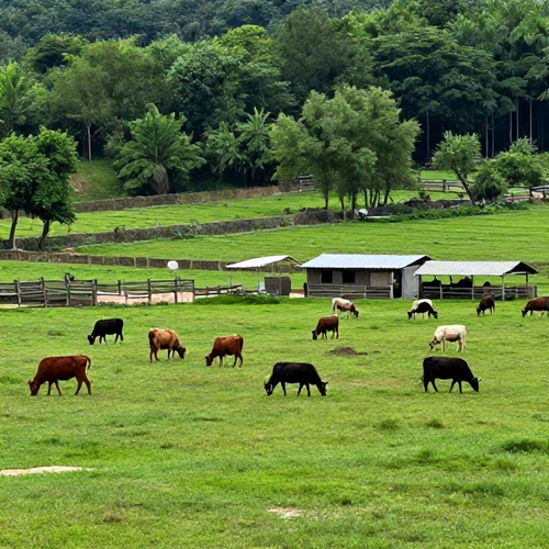 Por que o Licenciamento Ambiental Rural é Essencial para Projetos Sustentáveis
